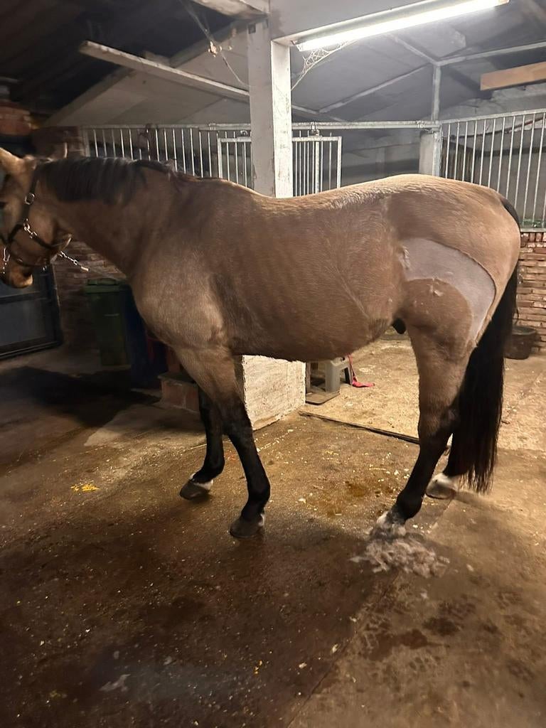 Scheren van paarden & ponys, Dieren en Toebehoren