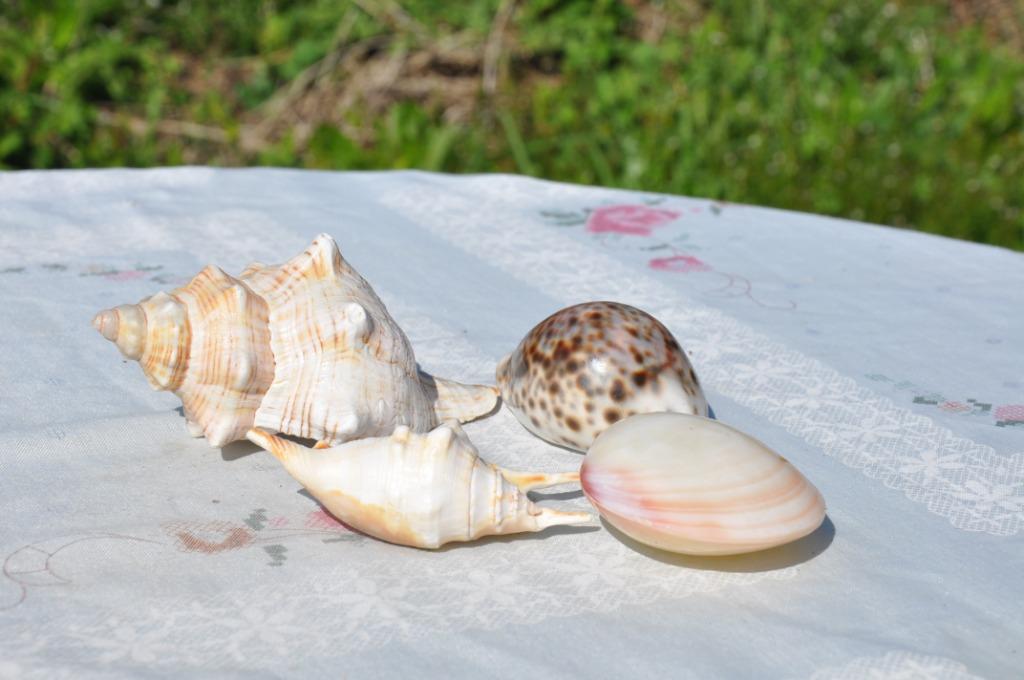lot de 4 coquillages, Enlèvement ou Envoi, Coquillage(s)