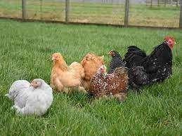 Cochin kriel kuikens kuikentjes in vele kleuren hennetjes, Dieren en Toebehoren, Vrouwelijk, Kip