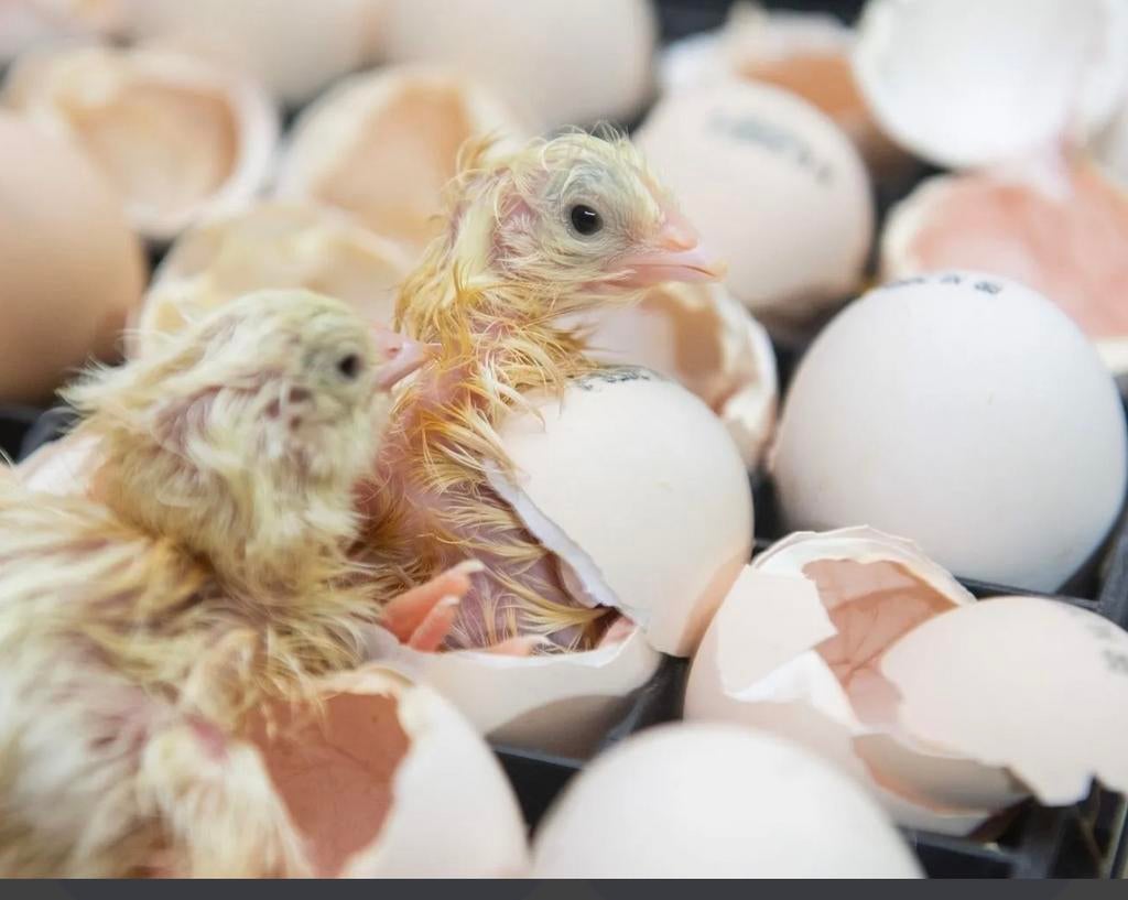 Broedservice/ uitbroeden eieren, Poule ou poulet