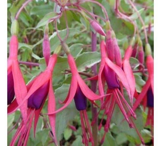 Géranium, Gaura ,Fuchsia, Jardin & Terrasse, Plantes | Jardin, Enlèvement ou Envoi, Plante fixe