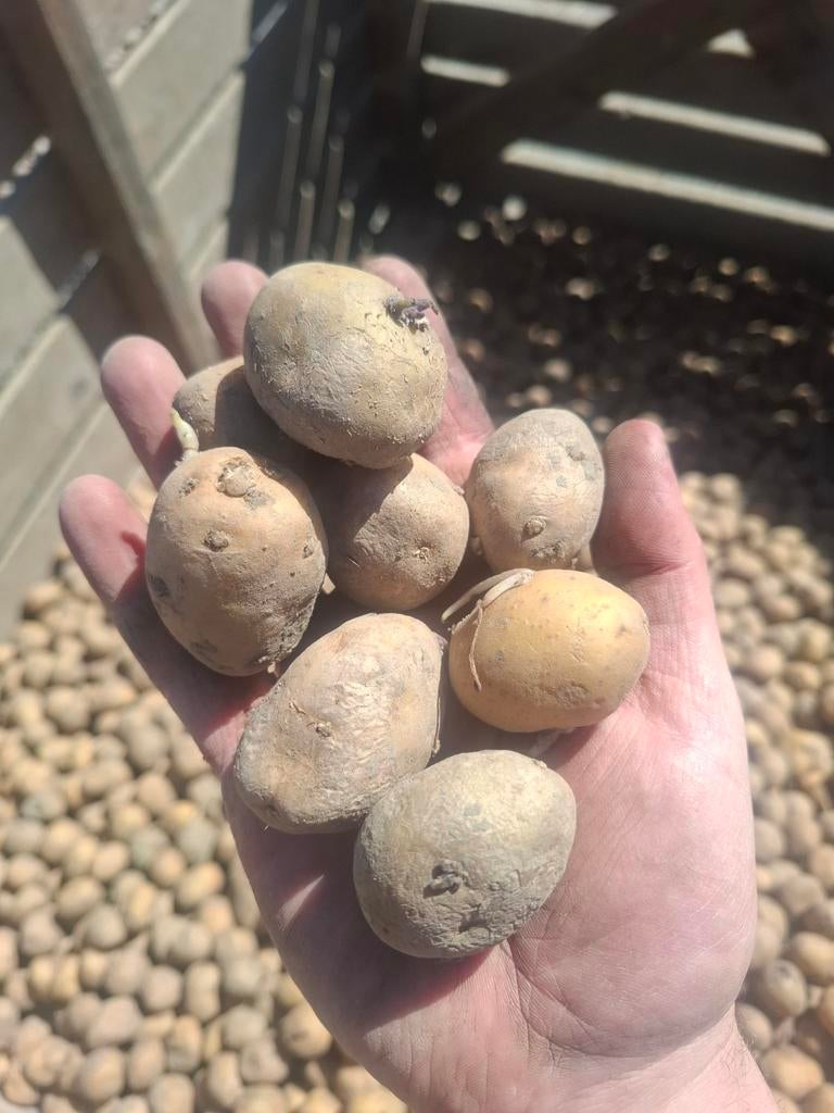 Aardappelplanters te koop; sinora 28/35, Ophalen