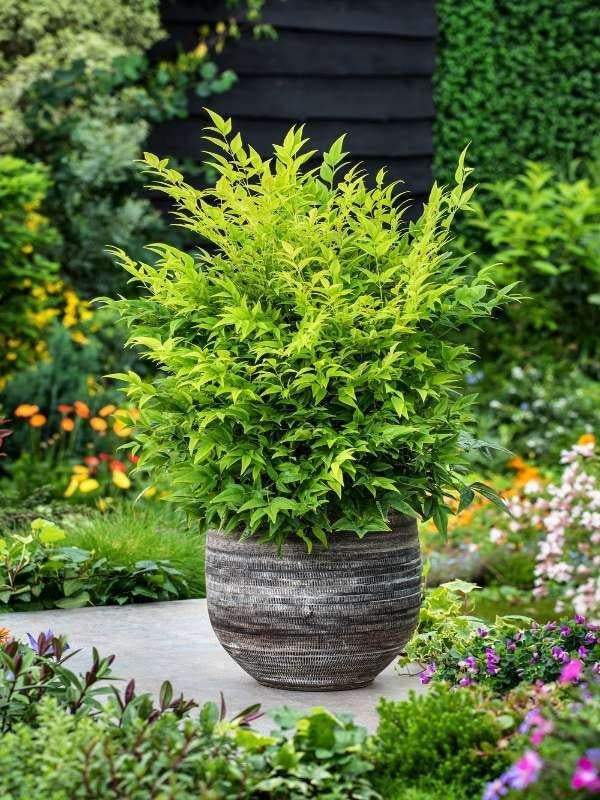 2 x nandina lemon lime in 3 literpot   , foto 4 = plant, Tuin en Terras, Planten | Tuinplanten, Ophalen, Winter