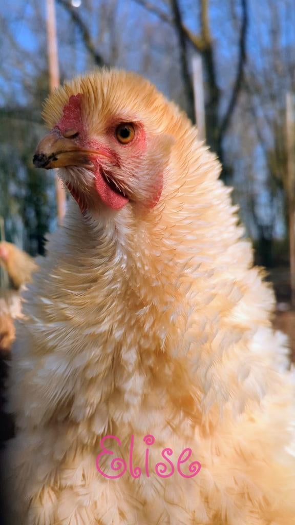 Broedeieren krulveer brahma groothoenders kippen krul, Animaux & Accessoires, Volatiles, Poule ou poulet