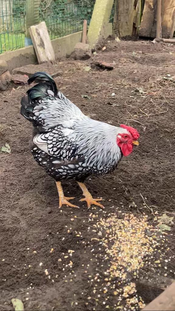 Jonge wyandotte kriel haan zilver zwartgezoomd, Dieren en Toebehoren, Pluimvee, Mannelijk, Kip