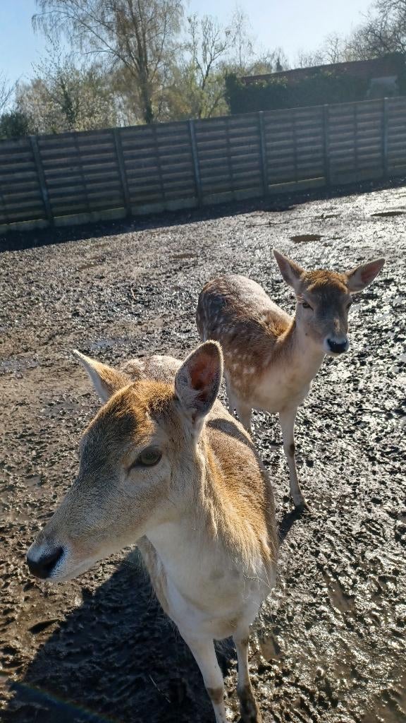 damherten, Dieren en Toebehoren, Vrouwelijk, 3 tot 5 jaar