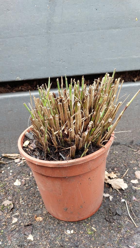 chinees prachtriet, Tuin en Terras, Planten | Tuinplanten, Ophalen, Volle zon, Vaste plant, Siergrassen
