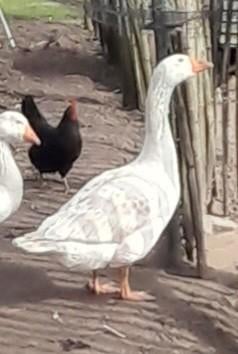 Witte boerengans gent