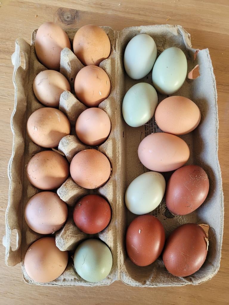 Broedeieren F1 groenleggers, Dieren en Toebehoren, Pluimvee, Kip