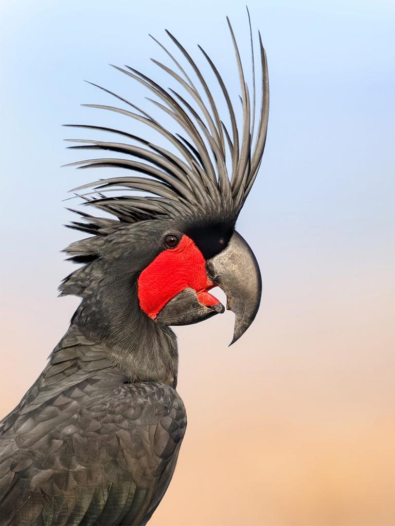 Gezocht, Dieren en Toebehoren, Vogels | Parkieten en Papegaaien