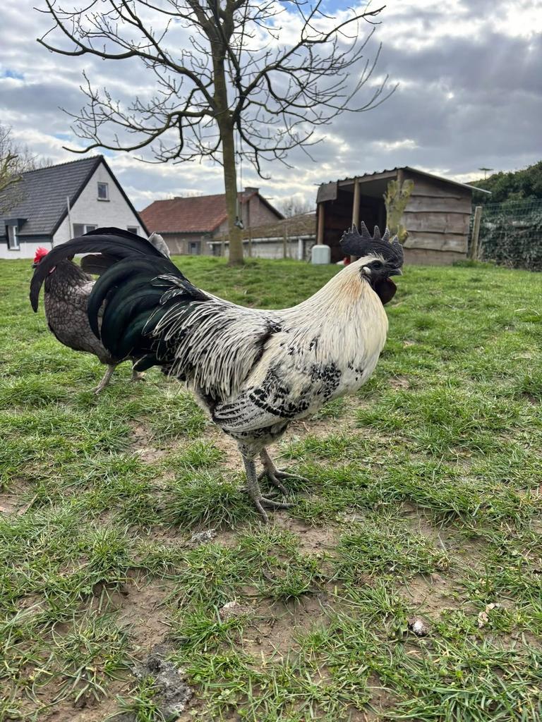 haan, Dieren en Toebehoren, Pluimvee