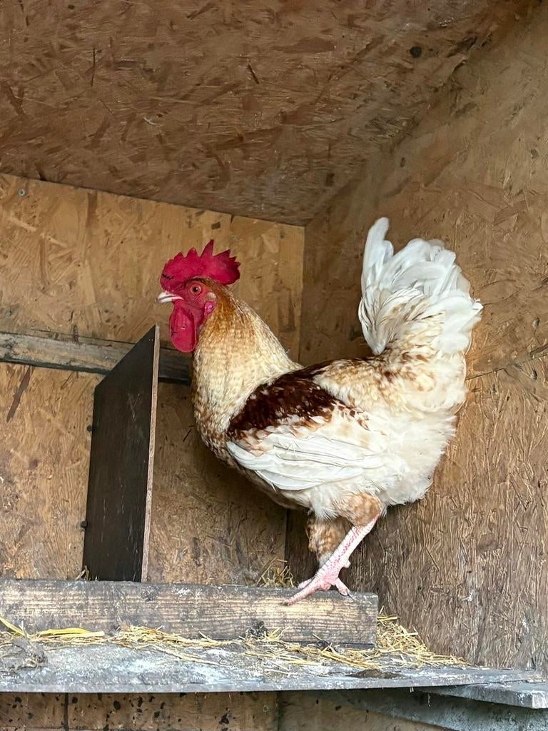 4 hanen, Dieren en Toebehoren, Mannelijk, Kip