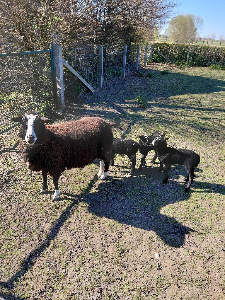 Zwartbles met lammeren, Dieren en Toebehoren, Schapen, Geiten en Varkens, Meerdere dieren, Schaap, 3 tot 5 jaar