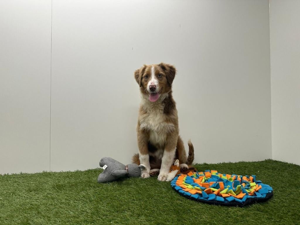 Australische Herder puberpups, België, 15 weken tot 1 jaar, Parvo, Meerdere