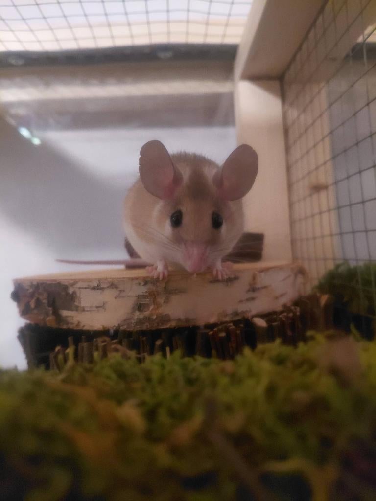 Stekelmuizen, Dieren en Toebehoren, Knaagdieren, December, Meerdere dieren, Muis