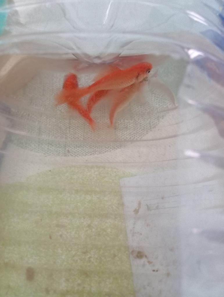 Goudvis, Dieren en Toebehoren, Vissen | Vijvervissen, Goudvis(sen)