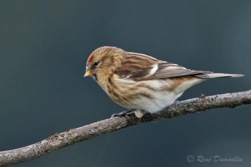 6 sizerins 3 males 2025 et 3 femelles 2025, Ophalen, Zo goed als nieuw, Metaal, Vogelkooi