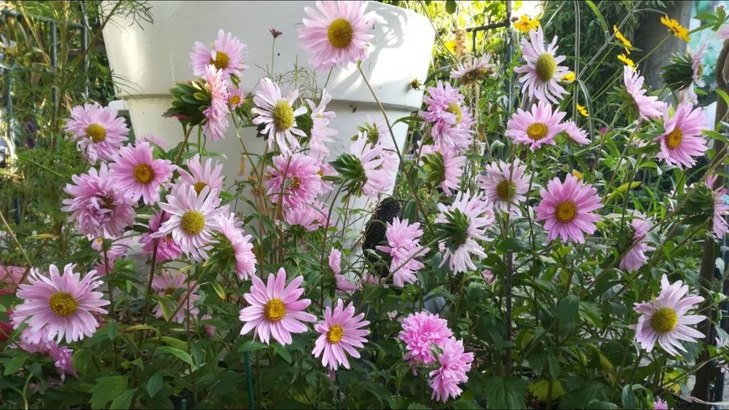 Chinese Aster mix zaden, Callistephus chinensis, Tuin en Terras, Planten | Tuinplanten, Verzenden
