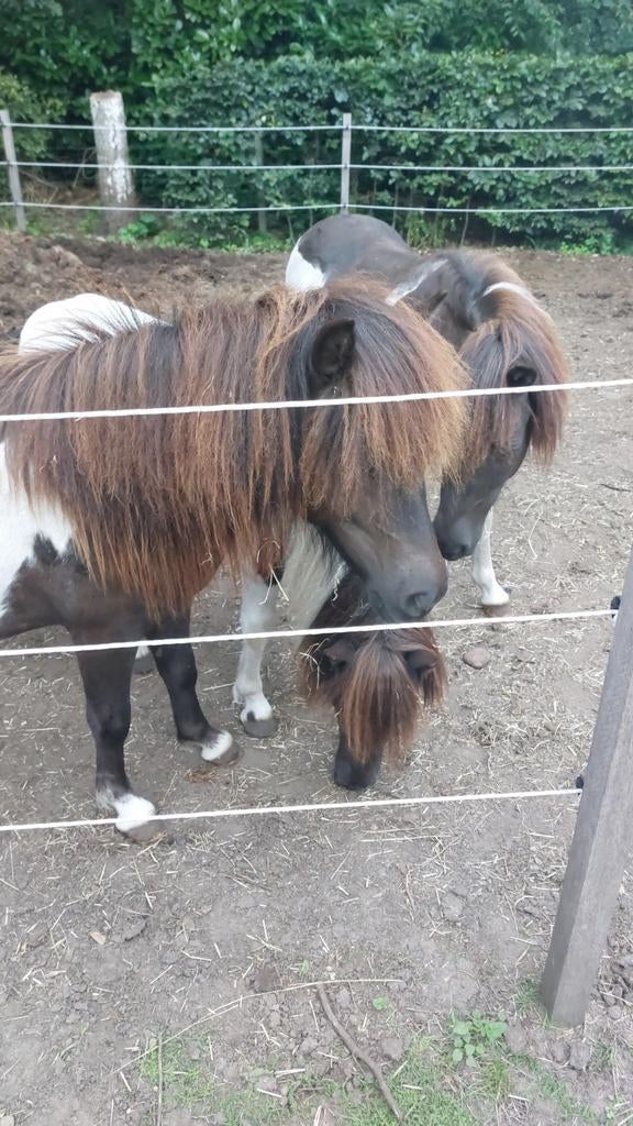 Pony hulp gevraagd, Dieren en Toebehoren