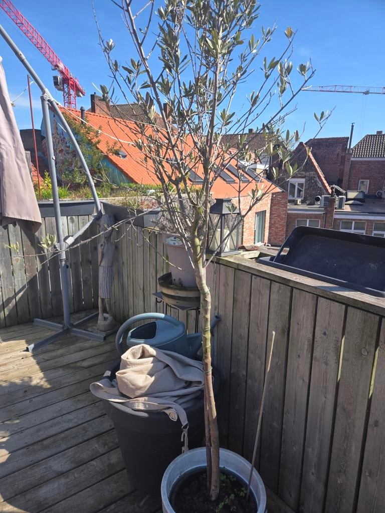 2 jonge olijfboompjes met pot, Tuin en Terras, Ophalen