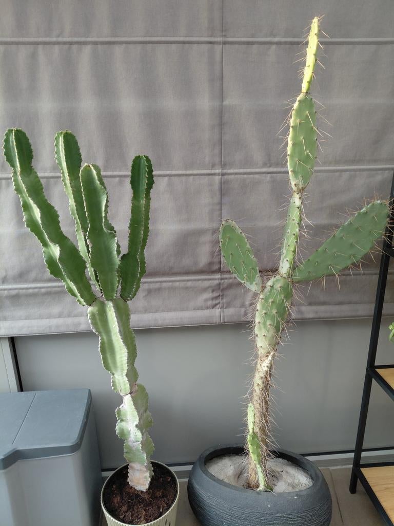 Cactussen te koop, Ophalen, 100 tot 250 cm