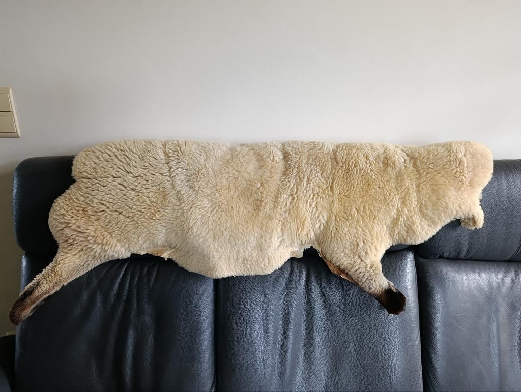 Peau de mouton, Enlèvement