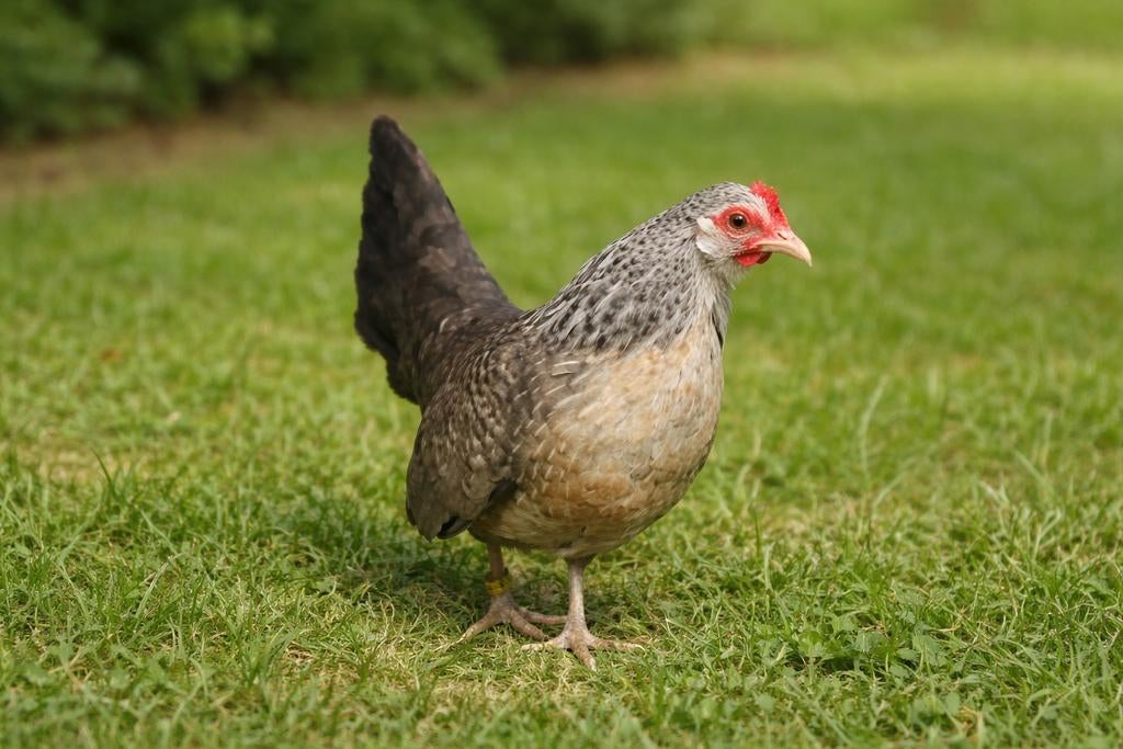 Hollandse krielkippen jonge hennen beschikbaar