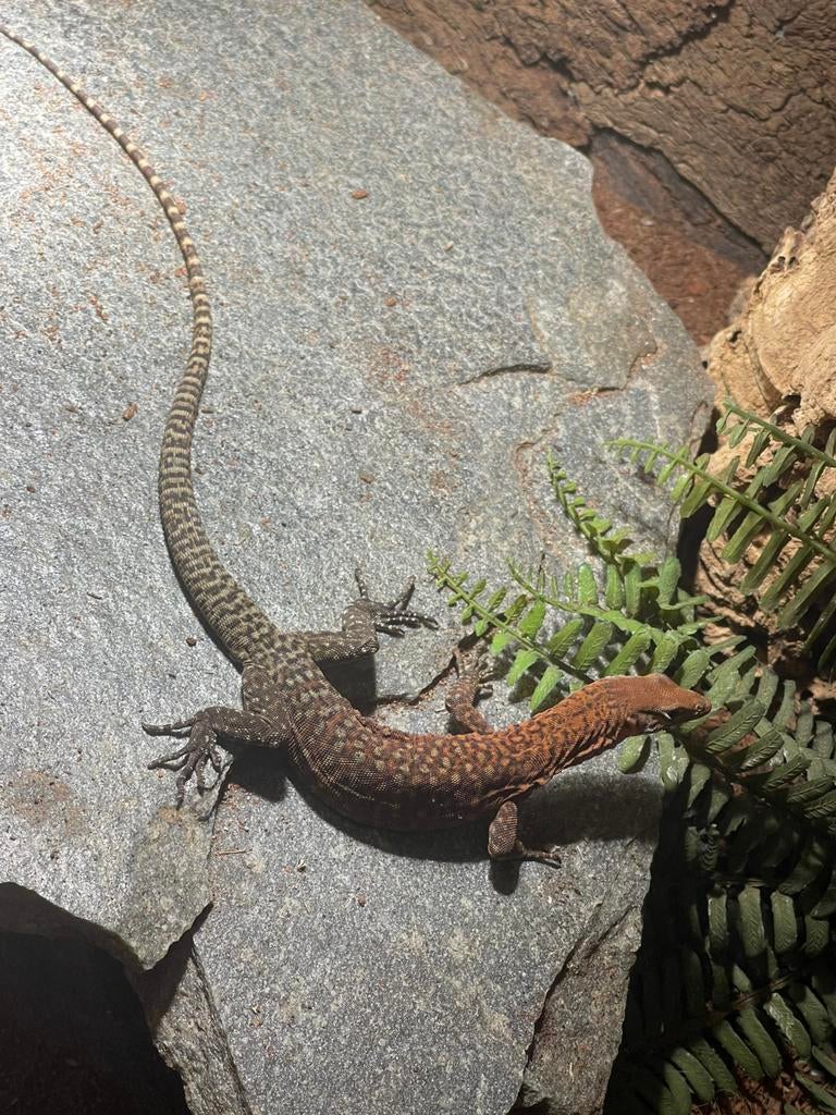 1.0 Varanus pilbarensis, Animaux & Accessoires, Lézard