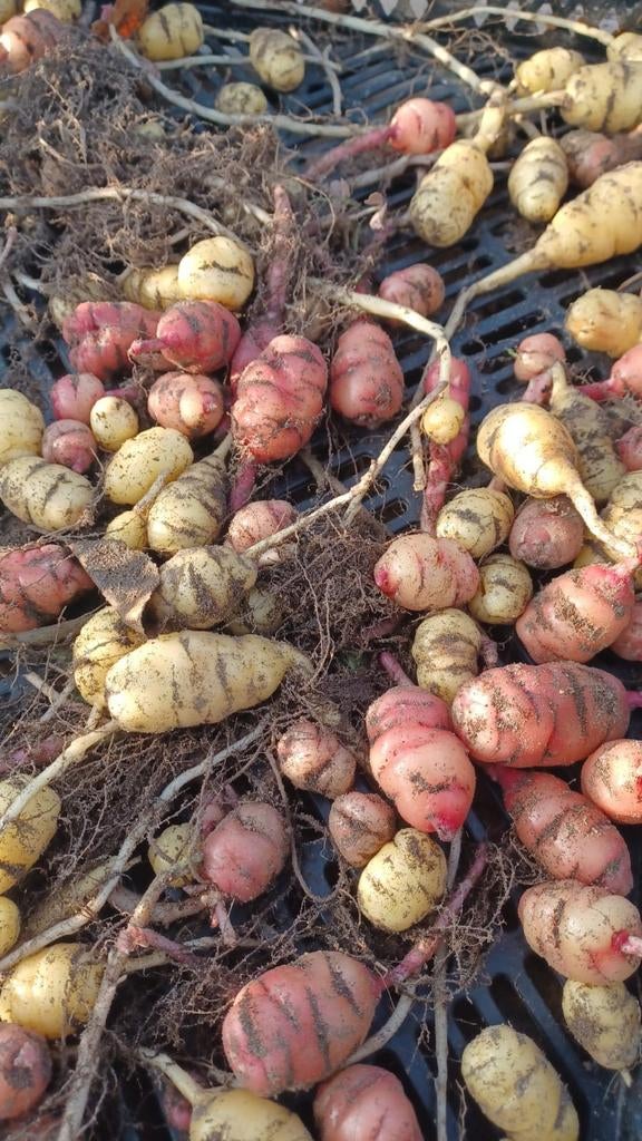Oca (knolklaverzuring) knollen, Tuin en Terras, Ophalen