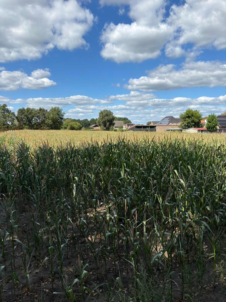 Maispakken, Dieren en Toebehoren, Stalling, 4 paarden of pony's of meer