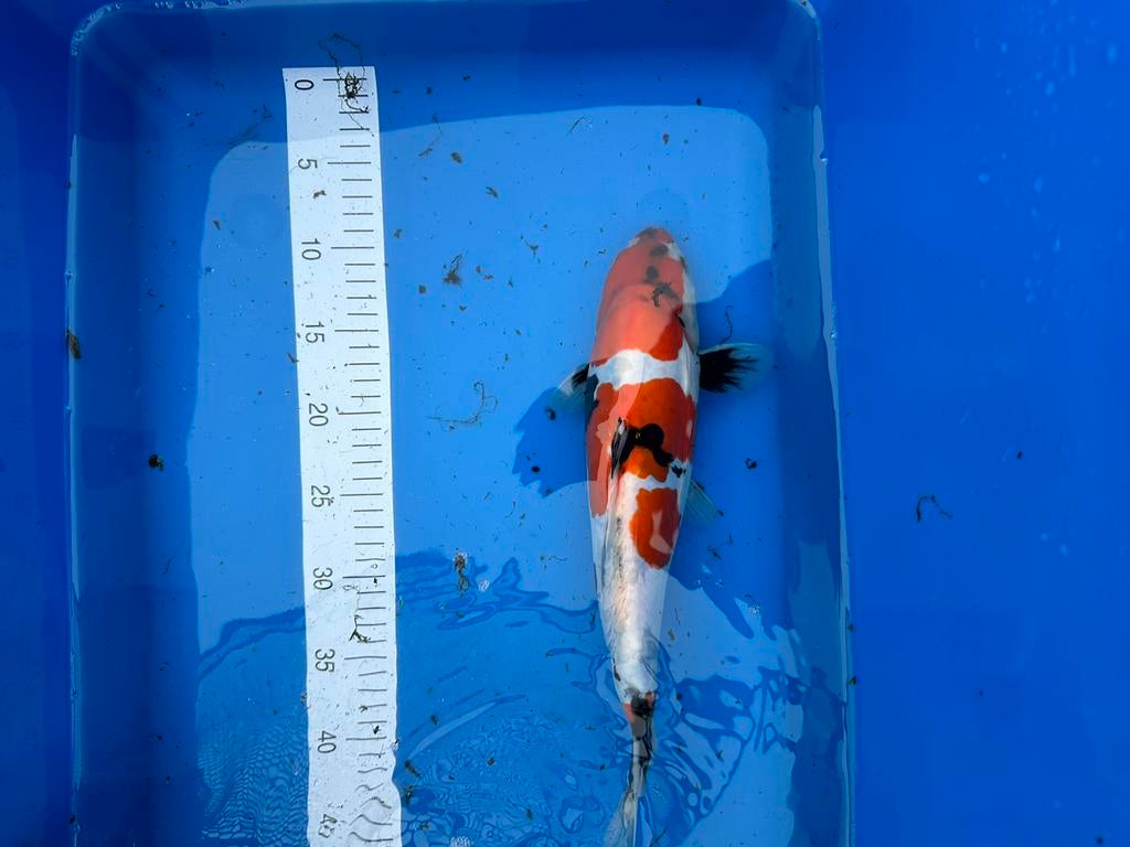 Japanse koi, Dieren en Toebehoren, Vissen | Vijvervissen, Karper of Koi