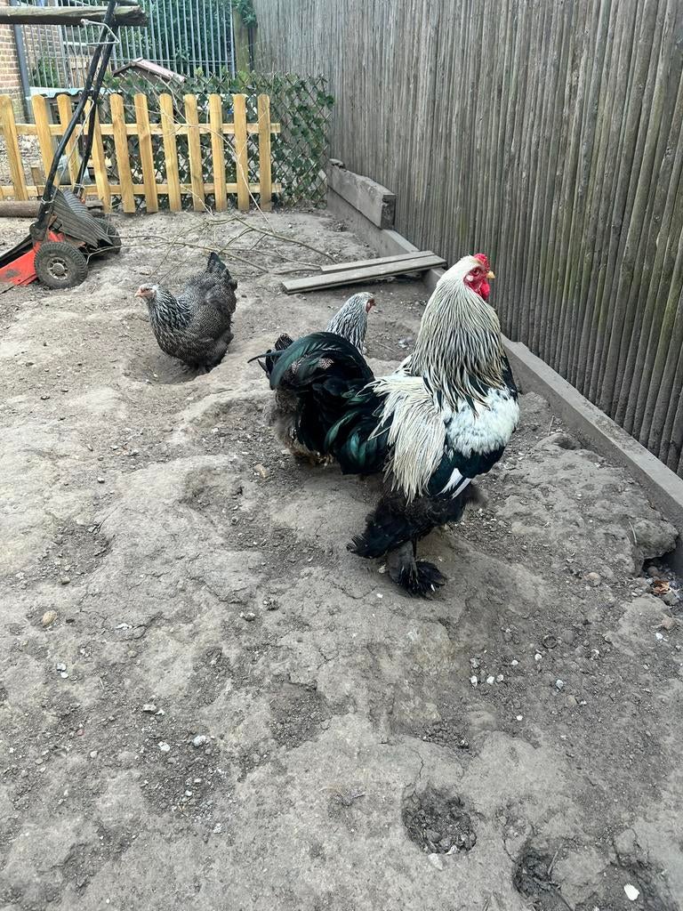 Broedeieren brahma zilver patrijs, Dieren en Toebehoren