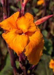 Canna Oranje, Jardin & Terrasse, Annuelle, Plein soleil, Été, Enlèvement ou Envoi