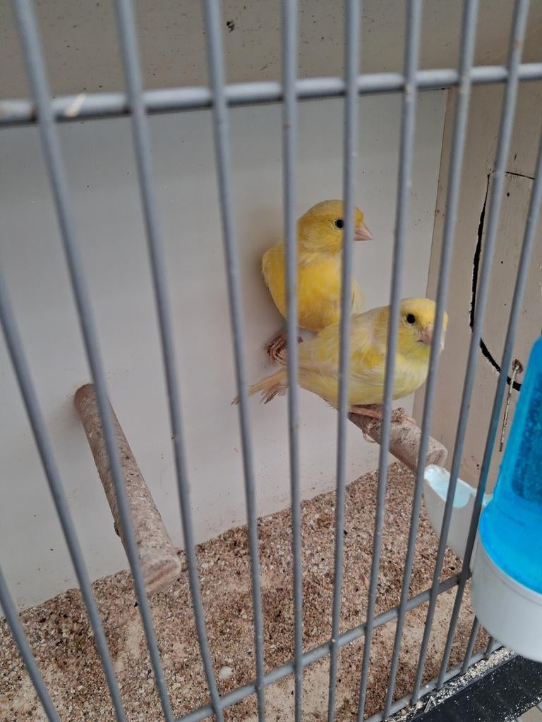 Waterslagers, Dieren en Toebehoren, Vogels | Kanaries