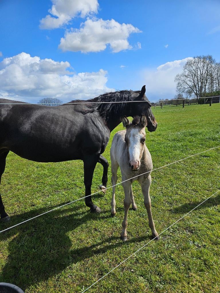 Buckskin paint merrie veulen  quarter aqha apha, Dieren en Toebehoren, Paarden, Merrie, Minder dan 160 cm, Met stamboom, 0 tot 2 jaar