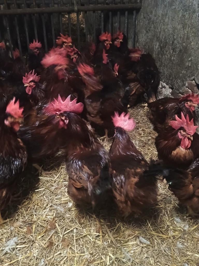 Super promo! Hanen 10+1 gratis, Animaux & Accessoires