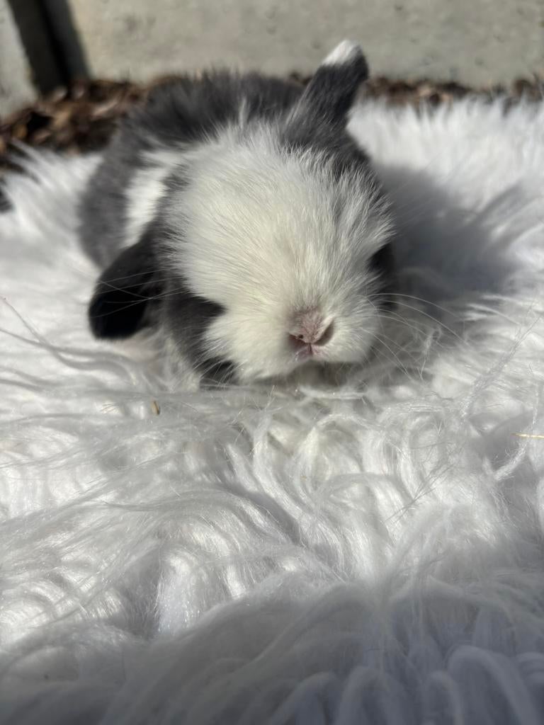 Minilopjes, Dieren en Toebehoren, Konijnen, Meerdere dieren, Klein, Hangoor