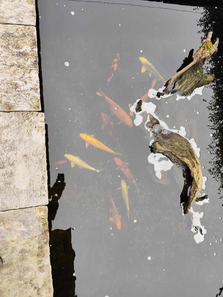 vissen, Dieren en Toebehoren, Vissen | Aquariumvissen, Vis, Zoetwatervis