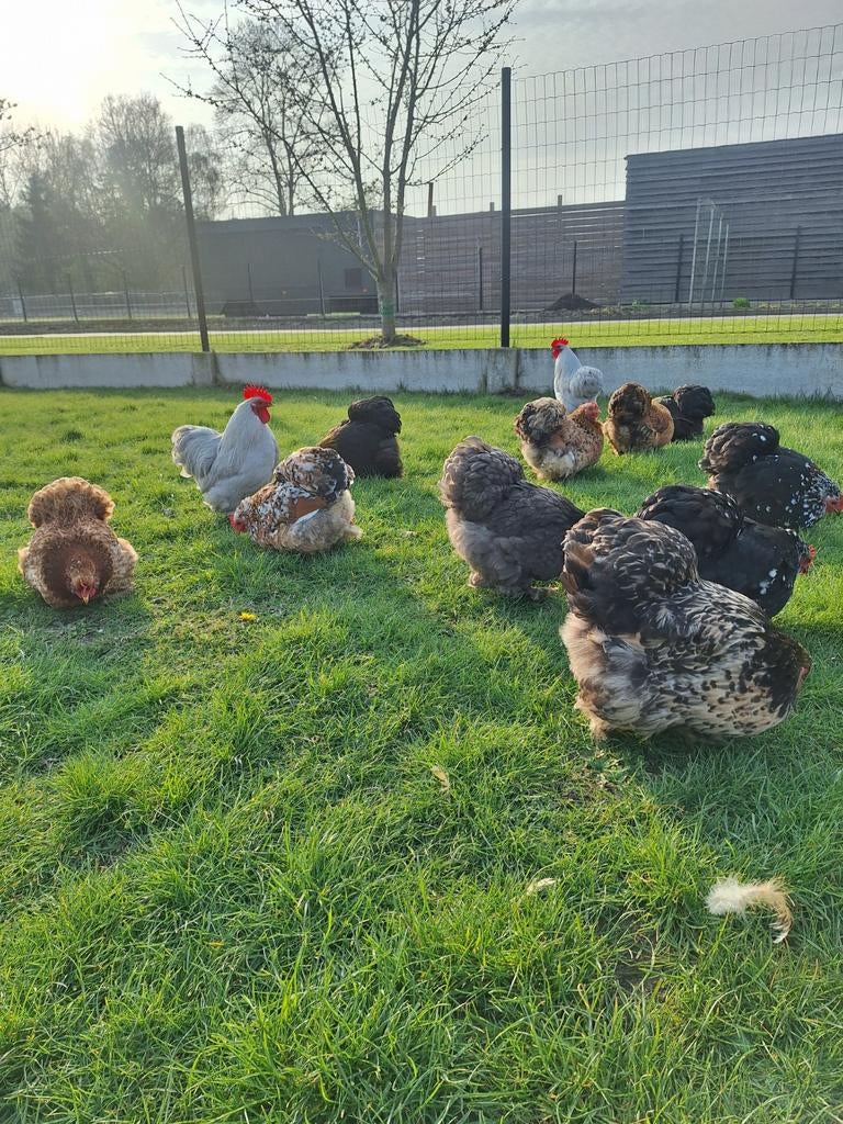 Broedeitjes cochin kriel, Dieren en Toebehoren, Pluimvee, Geslacht onbekend, Kip