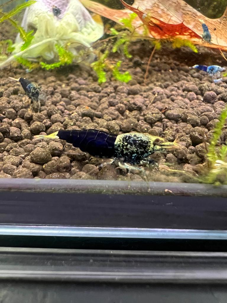 Crevettes Caridina d'un bleu océan : jeunes et actives !, Homard, Crabe ou Crevette, Poisson d'eau douce, Banc de poissons