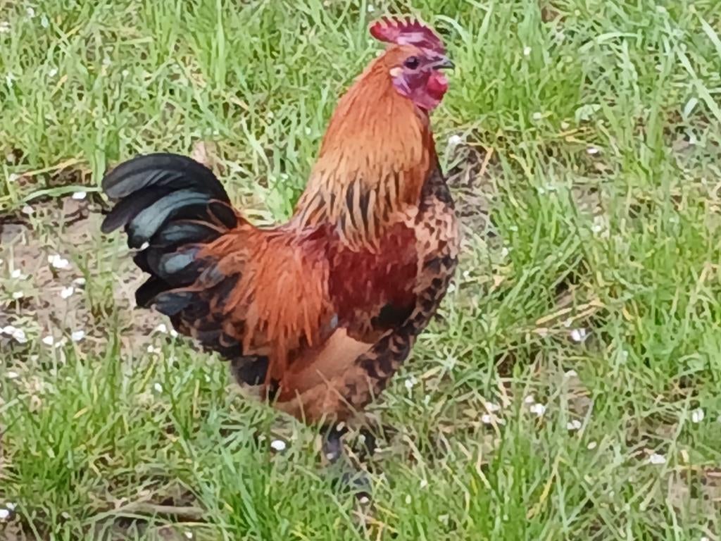 Haantjes, Dieren en Toebehoren, Pluimvee, Mannelijk, Kip