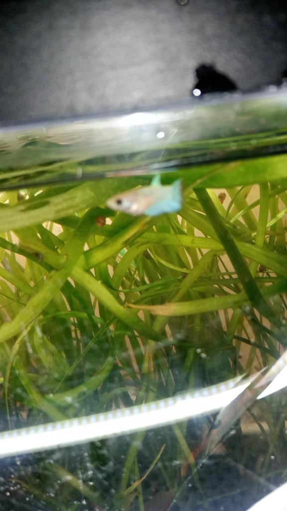 betta, Dieren en Toebehoren, Vissen | Aquariumvissen, Zoetwatervis, Vis