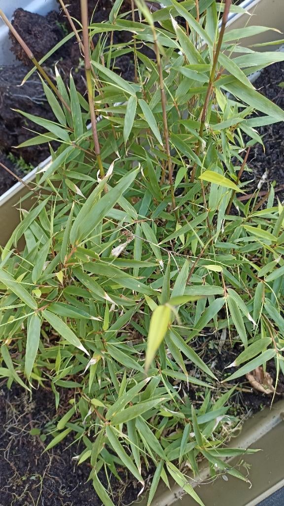 Fargesia haag, Ophalen, Haag