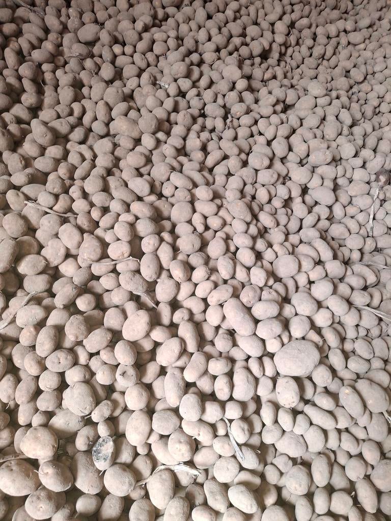 Eet ,voeraardappelen fontane, Dieren en Toebehoren, Runderen