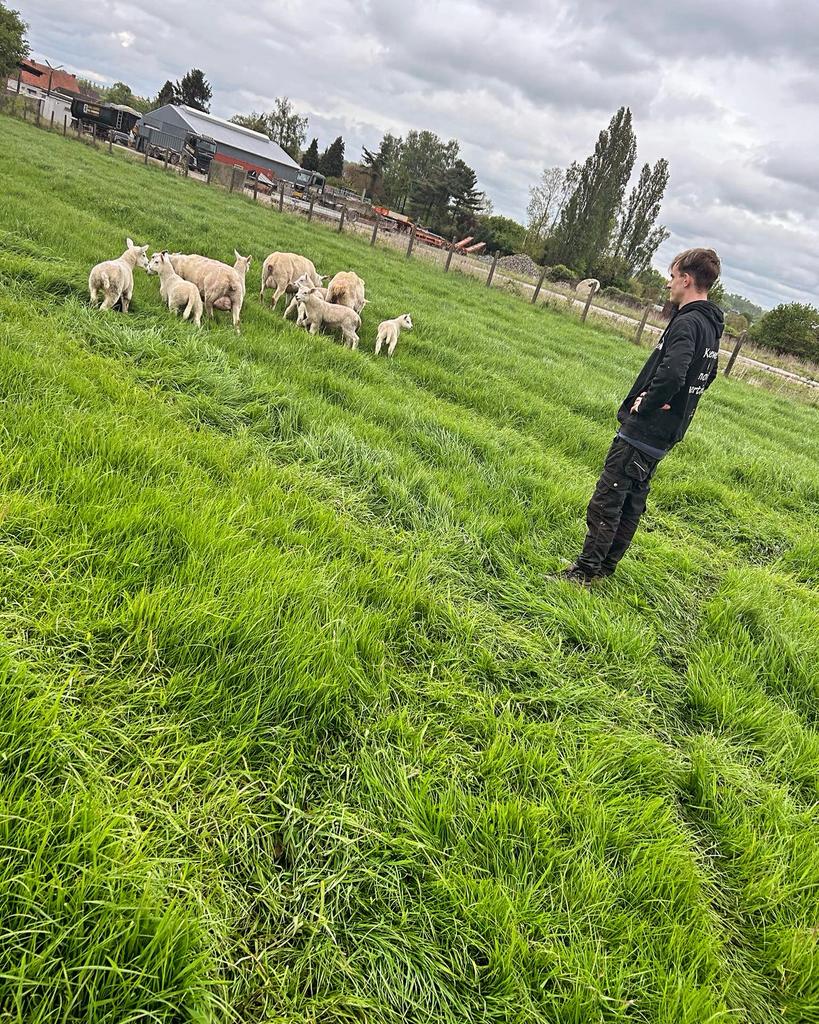 Zoek een weide om te laten begrazen door onze schapen, Dieren en Toebehoren, Stalling en Weidegang, Weidegang