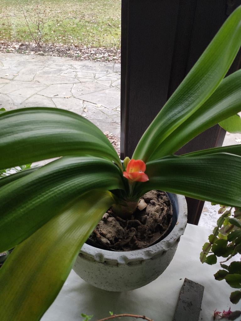 Clivia kamerplant, Bloeiende kamerplant, Ophalen, Halfschaduw, Minder dan 100 cm