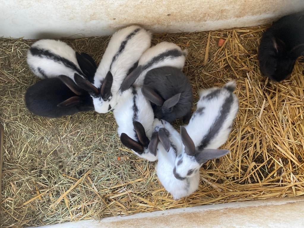 Reuzevlinder/ lotharinger, Dieren en Toebehoren, Konijnen, Groot