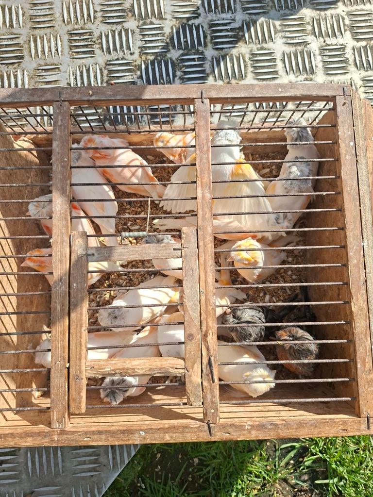 Roodmozaik met kuif  55euro koppel