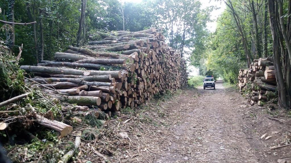 GRUMES DE FRÊNES, Jardin & Terrasse, Bois de chauffage, 6 m³ ou plus, Enlèvement, Frêne, Troncs d'arbres