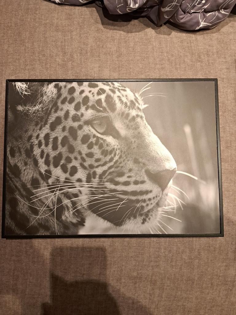 3 nieuwe kaders met exotische dieren zwart/wit., Ophalen, Nieuw